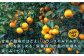  みかん ミカン mikan 蜜柑 果物 くだもの フルーツ 柑橘 かんきつ 小玉 濃厚 甘い 甘味 ギフト 人気 先行予約