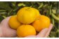  みかん ミカン mikan 蜜柑 果物 くだもの フルーツ 柑橘 かんきつ 小玉 濃厚 甘い 甘味 ギフト 人気 先行予約