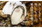 牡蠣 かき カキ 冷凍 加熱用 殻付き 殻付 カンカン焼き 広島牡蠣 オイスター カキフライ 魚介類 海鮮 BBQ バーベキュー
