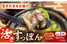 【全12回定期便】生きたまま届く最高級食材！安心安全な国産！ 江田島育ちのすっぽん【活き】 すっぽん すっぽん鍋 スッポン コラーゲン セット 珍味 海鮮 魚介類 冷蔵 鍋 なべ 唐揚げ スープ 料理 簡単 和食 美容 健康 食材 高級 天然 グルメ リピート ギフト 人気 高品質 好評 広島県産 江田島市/平井興産株式会社[XAC015]