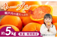 【瀬戸内の恵たっぷり】ネーブル 5kg 柑橘 果物 フルーツ ふるーつ みかん 蜜柑 柑橘 冬 スムージー ヨーグルト オレンジ フルーツ ミカン ギフト 贈り物 ビタミン 美容 健康 お取り寄せ ギフト 果物 蜜柑 柑橘 ミカン ギフト 贈り物 お取り寄せ ギフト リピート ギフト プレゼント 贈答 人気 高品質 好評 広島県産 江田島市/小原農園 [XCE003]