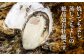 牡蠣 生食 むき身 殻付き かき カキ 生牡蠣 広島牡蠣 オイスター カキフライ 魚介類 貝類 海鮮 広島県産 国産 産地直送