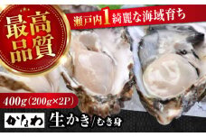 【広島牡蠣の老舗かなわ】【生牡蠣】牡蠣 かき むき身 400gパック入り 生食用 魚介類 海鮮 牡蠣 生食 むき身 殻付き 殻付 殻 かき カキ 生牡蠣 広島牡蠣 オイスター カキフライ バーベキュー BBQ グルメ ギフト 人気 高品質 好評 広島県産 国産 産地直送 贈答 ギフト 特産品 牡蠣 江田島市/株式会社かなわ [XBP001]