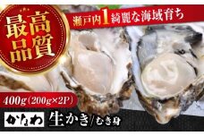 【広島牡蠣の老舗かなわ】【生牡蠣】牡蠣 かき むき身 400gパック入り 生食用 魚介類 海鮮 牡蠣 生食 むき身 殻付き 殻付 殻 かき カキ 生牡蠣 広島牡蠣 オイスター カキフライ バーベキュー BBQ グルメ ギフト 人気 高品質 好評 広島県産 国産 産地直送 贈答 ギフト 特産品 牡蠣 江田島市/株式会社かなわ [XBP001]