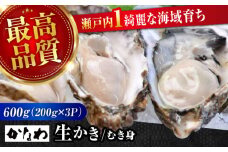 広島牡蠣の老舗！安心・安全の新鮮牡蠣【生牡蠣】牡蠣 かき むき身 600gパック入り 生食用 魚介類 海鮮 広島県産 江田島市/株式会社かなわ [XBP002] 牡蠣 生食 むき身 殻付き 殻付 殻 かき カキ 生牡蠣 広島牡蠣 オイスター カキフライ 魚介類 魚介 貝類 海鮮 広島県産 国産 産地直送 贈答 ギフト 特産品