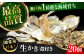 牡蠣 生食 むき身 殻付き かき カキ 生牡蠣 広島牡蠣 オイスター カキフライ 魚介類 貝類 海鮮 広島県産 国産 産地直送