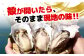 牡蠣 むき身 殻付き かき カキ 生牡蠣 広島牡蠣 オイスター カキフライ 魚介類 貝類 海鮮 広島県産 国産 産地直送