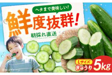 【鮮度バツグン】広島県 江田島市産 きゅうり 5kg×1箱 Lサイズ 野菜 やさい きゅうり 胡瓜 キュウリ セット 新鮮 冷蔵 大容量 旬 詰め合わせ サラダ 漬物 漬け物 ギフト 広島県産 人気 送料無料 江田島市/ひろしま農業協同組合江田島アグリセンター [XCA001]