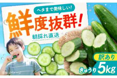 【訳あり】鮮度バツグン！広島県江田島市産きゅうり 5kg×1箱 Lサイズ 胡瓜 野菜 やさい きゅうり 胡瓜 キュウリ セット 新鮮 冷蔵 大容量 旬 詰め合わせ サラダ 漬物 漬け物 ギフト 広島県産 人気 送料無料 江田島市/ひろしま農業協同組合江田島アグリセンター [XCA002]