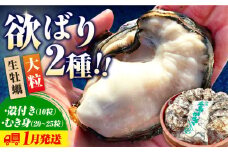 【1月30日（木）着】牡蠣 生食 むき身 殻付き 大粒でぷりっぷり！【生牡蠣】【着日指定可能】かきうちの 牡蠣 むき身 500g＆殻付き 10個 牡蠣 かき カキ むき身 生牡蠣 広島 江田島市/株式会社かきうち[XBK004] 牡蠣 生食 むき身 殻付き 殻付 殻 かき カキ 生牡蠣 広島牡蠣 オイスター カキフライ 魚介類 魚介 貝類 海鮮 広島県産 国産 産地直送 贈答 ギフト 特産品