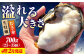 牡蠣 生食 むき身 殻付き かき カキ 生牡蠣 広島牡蠣 オイスター カキフライ 魚介類 貝類 海鮮 広島県産 国産 産地直送