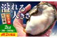 牡蠣 生食 むき身 殻付き かき カキ 生牡蠣 広島牡蠣 オイスター カキフライ 魚介類 貝類 海鮮 広島県産 国産 産地直送