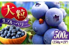 【先行予約】【7月中旬から発送】江田島産 摘みたて 生ブルーベリー 500g （250ｇ×2パック） ブルーベリー 果物 フルーツ ふるーつ くだもの 小分け 大粒 青果物 健康 食品 クール便 冷蔵 ハウス栽培 旬 国産 広島県産 リピート ギフト プレゼント 贈答 人気 高品質 好評 保存方法 江田島市/小さなブルーベリー園in江田島（岩井農園） [XCW001]