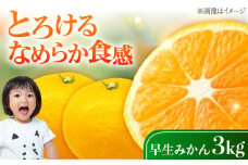 早生みかん 3kg 小玉 わせみかん わせ 江田島産 広島 果物 フルーツ ふるーつ みかん 蜜柑 柑橘 ミカン ギフト 贈り物 ビタミン 美容 健康 オレンジ 果肉 果物 お取り寄せ ギフト 果物 蜜柑 柑橘 ミカン ギフト 贈り物 お取り寄せ ギフト リピート ギフト プレゼント 贈答 人気 高品質 好評 広島県産 江田島市/ハルテラス農園 [XCX003]