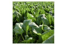 新鮮朝採れ!安芸太田町産ほうれんそう　200g×7束【1013669】