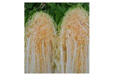 ＜季節限定＞太陽の白菜～安芸太田町産オレンジクイン6玉～【1125478】