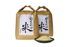 ＜令和6年産＞コシヒカリ　白米5kg×2袋　計10kg【1441136】