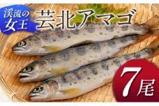 「渓流の女王」芸北アマゴ 7尾セット
