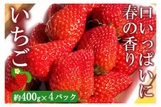 豊平いちご 紅ほっぺ 4パック 旬 道の駅直送 豊平どんぐり村 さんさん市 約400g×4パック_SA073_002