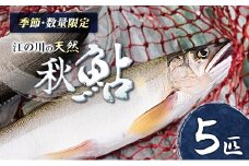 鮎 アユ 天然 冷凍 5匹 秋あゆ 落ち鮎 広島 江の川の天然鮎 簗漁鮎 季節限定 9月発送_KA088_001