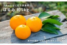はるみ 約5kg 1~2月発送予定 こいけ農園 広島県 大崎上島町 瀬戸内 離島 濃厚 果物 フルーツ 柑橘 みかん 送料無料 産地直送