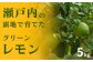 『岩﨑農園』露地グリーンレモン