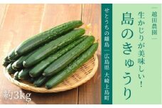きゅうり 約3kg  9~10月発送予定 越田農園 瀬戸内 離島 国産 野菜 生かじり ギフト 産地直送 広島県 大崎上島町