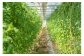 温度・水分量の管理が徹底されたトマトハウス