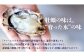 養殖池の環境が作り出す「水」そのものの美味しさが、牡蠣に直結します。