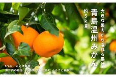青島温州みかん 約5kg 1月下旬頃発送予定 こいけ農園 広島県 大崎上島町 瀬戸内 離島 濃厚 果物 フルーツ 柑橘 みかん 送料無料 産地直送