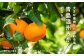 『こいけ農園』青島温州みかん
