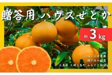 [予約] 2月発送 贈答用 瀬戸内ハウスせとか 約3kg (12玉) 国産 広島 大崎上島 離島 柑橘 濃厚 甘い 薄皮 ギフト 化粧箱 産地直送 送料無料 文田農園