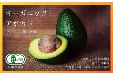 [予約] 11〜12月発送 有機JAS認証 国産オーガニックアボカド [ベーコン種] 2個　瀬戸内 大崎上島 有機 濃厚 アボカド