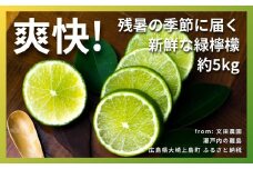 ハウスグリーンレモン 約5kg 9月発送 瀬戸内 広島 大崎上島 離島 柑橘 檸檬 レモン 果物 フルーツ 贈答用 ギフト 産地直送
