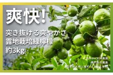 [10~11月発送] 文田農園のグリーンレモン 約3kg 瀬戸内 広島 大崎上島 離島 柑橘 檸檬 露地栽培