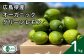 広島産オーガニックグリーンレモン 約1kg 有機JAS 