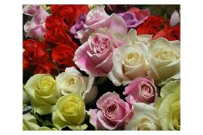 No.042 【バラ風呂用】バラの花　約90輪 ／ お花 薔薇 ローズ 入浴用 広島県