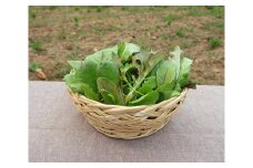 No.119 スムージー・サラダセット　約1.2kg ／ 野菜 ベビーリーフ ケール 小松菜 健康 広島県