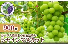 No.183 【カナダ人農園主の真心を込めた】シャインマスカット約0.9kg ／ 果物 フルーツ 葡萄 ブドウ 広島