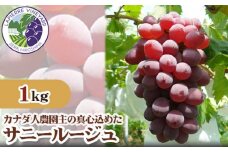 No.231 【カナダ人農園主の真心を込めた】サニールージュ約1kg ／ 葡萄 ぶどう 果物 広島県