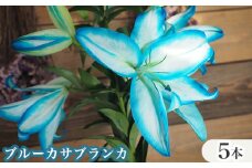 No.259 ブルーカサブランカ　5本セット ／ 青い百合 切り花 人気 珍しい 広島県 特産品