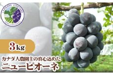 No.262 【カナダ人農園主の真心を込めた】ニューピオーネ約3kg ／ 葡萄 ブドウ 果物 フルーツ 広島県 特産品