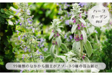 No.265 【ハーブガーデン向け】19種類のなかから園主がアソート9種の苗お届け ／ なえ 育てやすい 庭 テラス ローズマリー ミント 香り 広島県