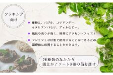 No.266 【クッキング向け】26種類のなかから園主がアソート9種の苗お届け ／ なえ 食用 育てやすい 庭 テラス バジル コリアンダー 香り 広島県