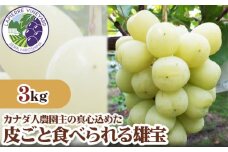 No.311 【カナダ人農園主の真心を込めた】皮ごと食べられる雄宝約3kg ／ 葡萄 ブドウ ぶどう 果物 フルーツ 新鮮 広島県 特産品