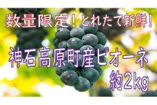 神石高原町産　ピオーネ約2㎏