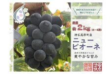【令和7年発送分 / 先行予約】厳選ピオーネ　約2.0㎏  神石高原町産【みずもとや（田邉）】