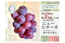 【令和7年発送分 / 先行予約】訳ありピオーネ　約2.0㎏　神石高原町産〈ご家庭用〉【みずもとや（田邉）】