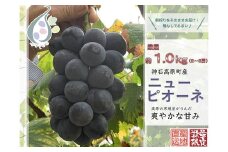 【令和7年発送分 / 先行予約】厳選ピオーネ　約1.0㎏　神石高原町産【みずもとや（田邉）】