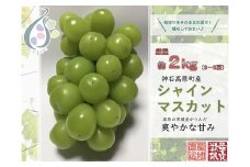 【令和7年発送分 / 先行予約】厳選シャインマスカット　約2.0㎏  神石高原町産【みずもとや（田邉）】